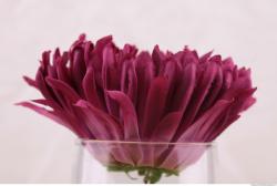 Photo Reference of Flowers